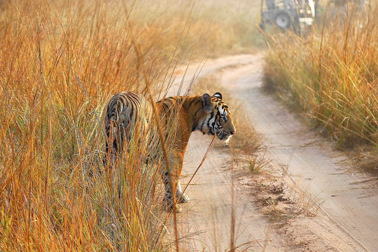 Wildlife Photographer, Freelance Photographer & Film Maker - Yash Thakkar