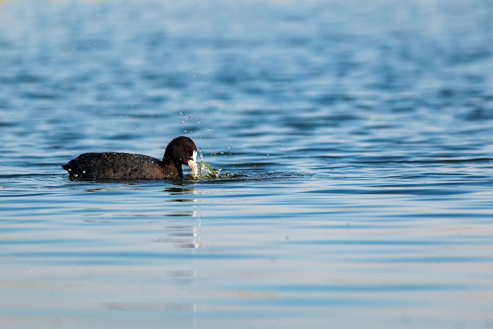 Wildlife Photographer, Freelance Photographer & Film Maker - Yash Thakkar