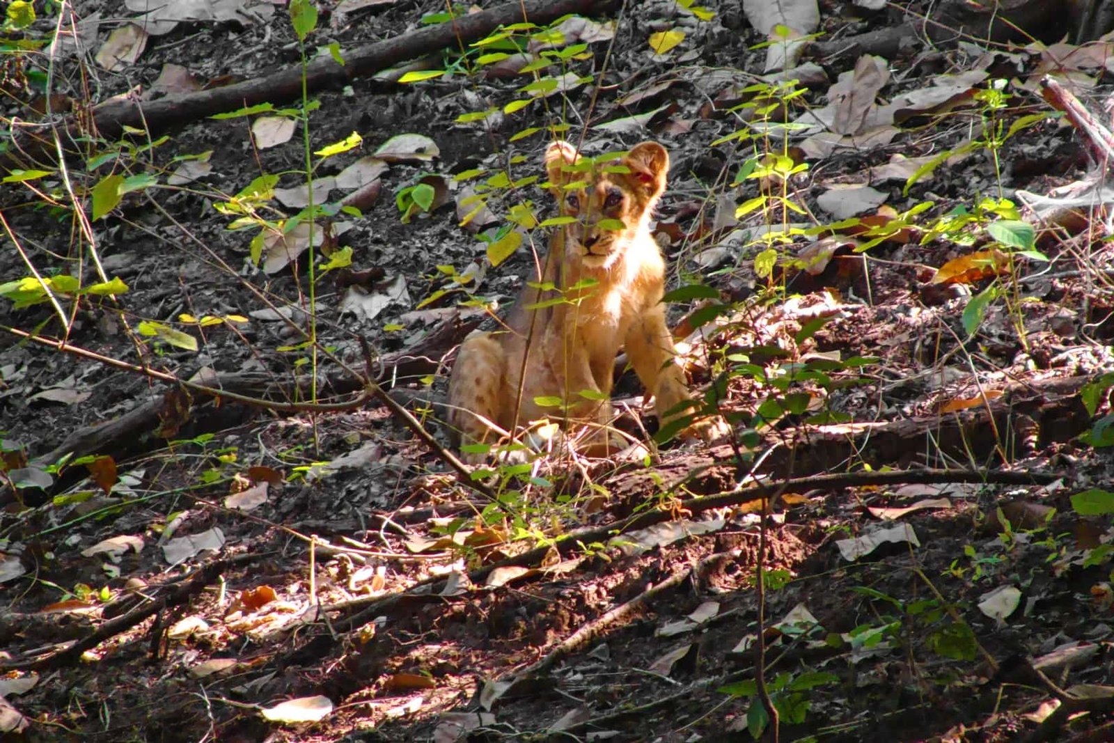 Wildlife Photographer, Freelance Photographer & Film Maker - Yash Thakkar