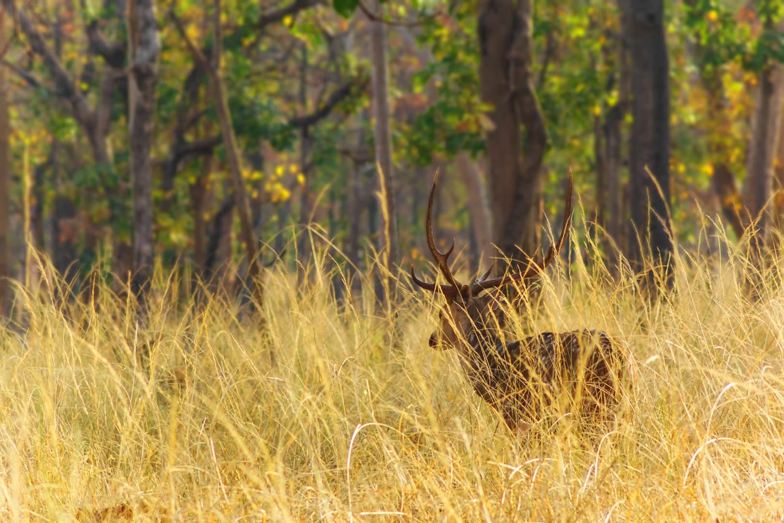 Wildlife Photographer, Freelance Photographer & Film Maker - Yash Thakkar